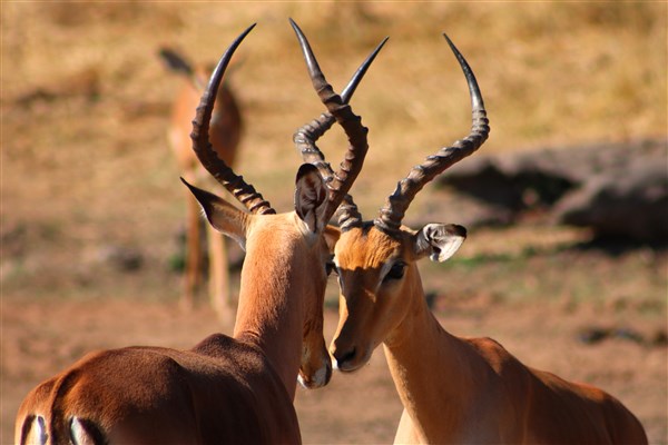 Kruger-national-park-impala-rams-stand-off