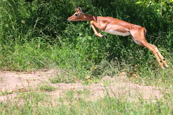 Kruger-national-park-impala-young-female-jumping