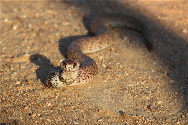 Kruger-national-park-intermediate-shield-nosed-snake