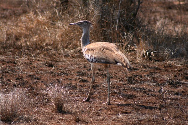 Kruger-national-park-kori-bustard-walking