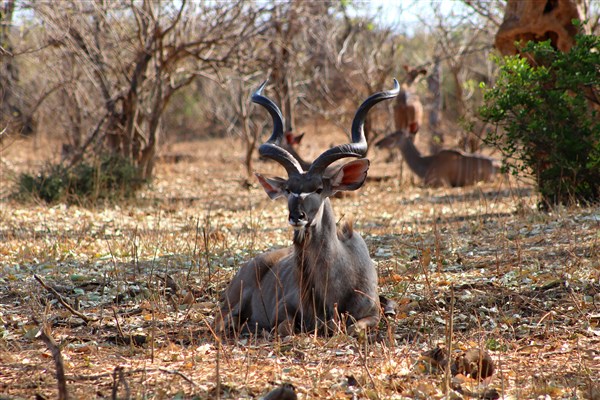 Kruger-national-park-kudu-bull-lying-down