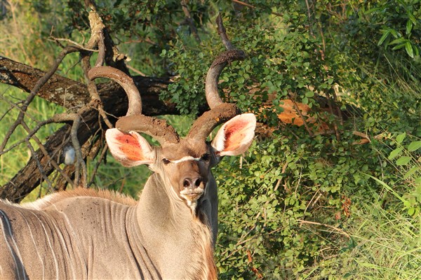 Kruger-national-park-kudu-bull-portrait-closeup
