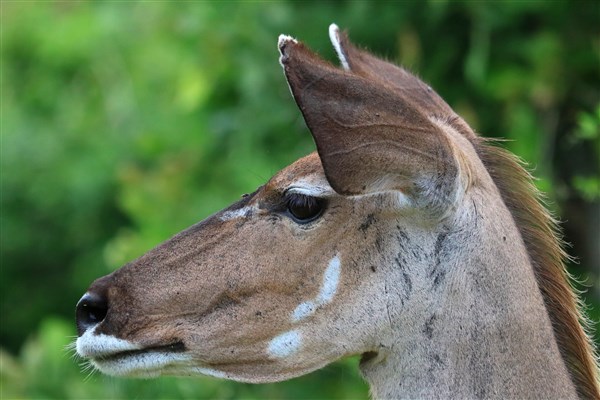 Kruger-national-park-kudu-cow-head-profile