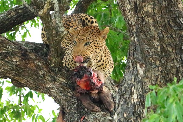 Kruger-national-park-leopard-aadvark-kill-tree