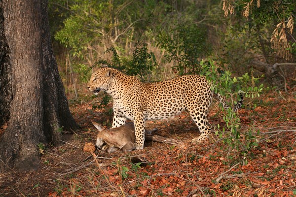 Kruger-national-park-leopard-duiker-kill