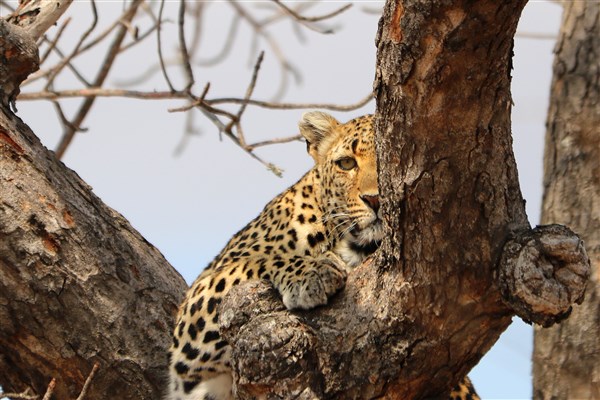 Kruger-national-park-leopard-eye-tree