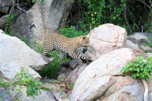 Kruger-national-park-leopard-jumping