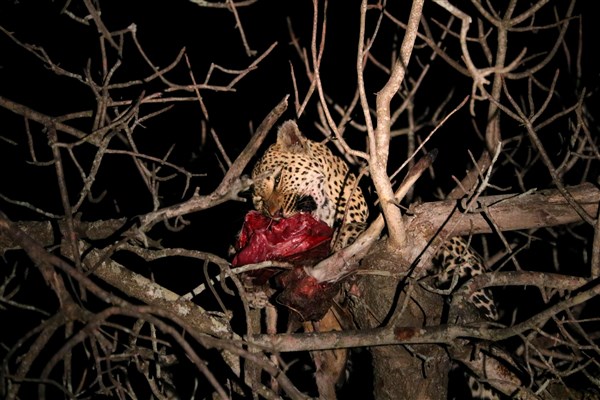 Kruger-national-park-leopard-kill-tree-nightime