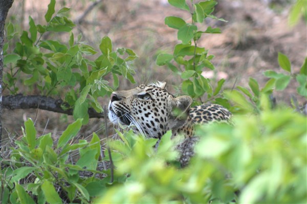 Kruger-national-park-leopard-looking-in-tree