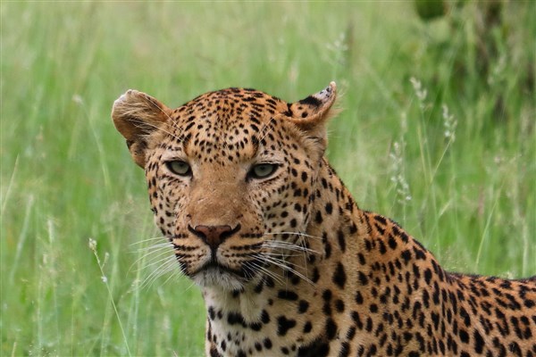 Kruger-national-park-leopard-male-head-closeup