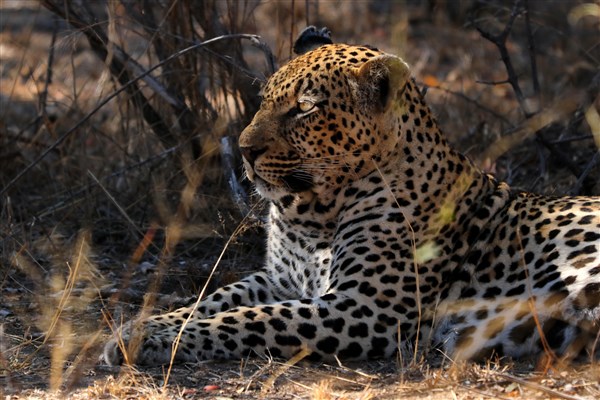 Kruger-national-park-leopard-male-profile-closeup-bright