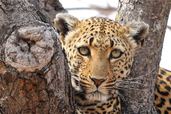 Kruger-national-park-leopard-portrait-closeup-tree