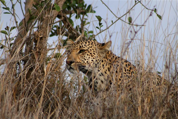 Kruger-national-park-leopard-stalking
