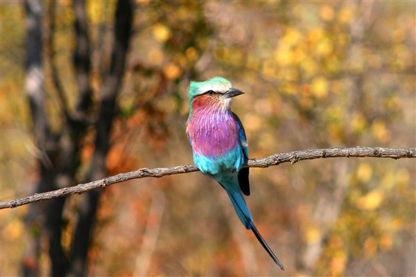 Kruger-national-park-lilac-breasted-roller