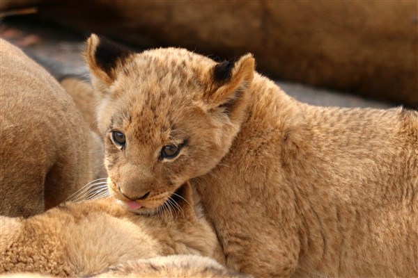 Kruger-national-park-lion-cub2