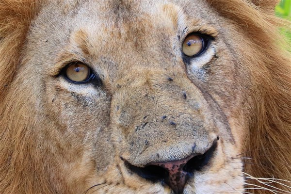 Kruger-national-park-lion-male-eyes-into-camera