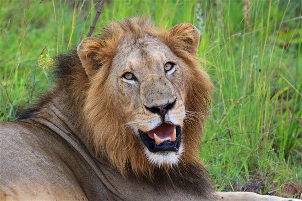 Kruger-national-park-lion-male-into-camera