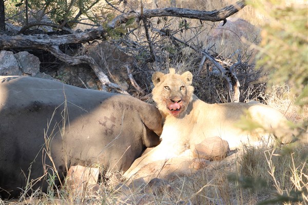 Kruger-national-park-lion-male-young-rhino-kill