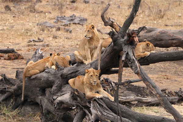 Kruger-national-park-lion-pride-in-tree