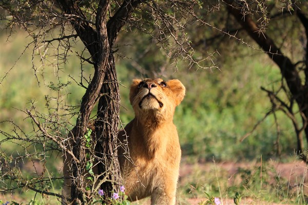 Kruger-national-park-lioness-cub-flowers