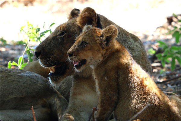 Kruger-national-park-lioness-cub