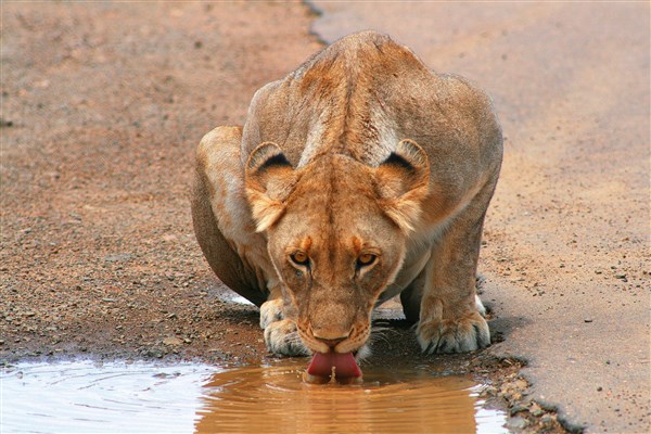Kruger-national-park-lioness-drinking
