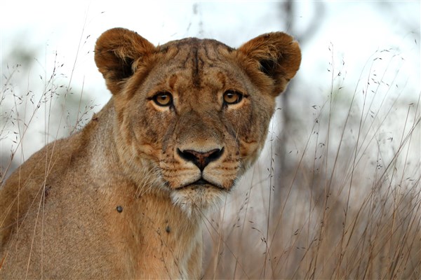 Kruger-national-park-lioness-eyes-camera