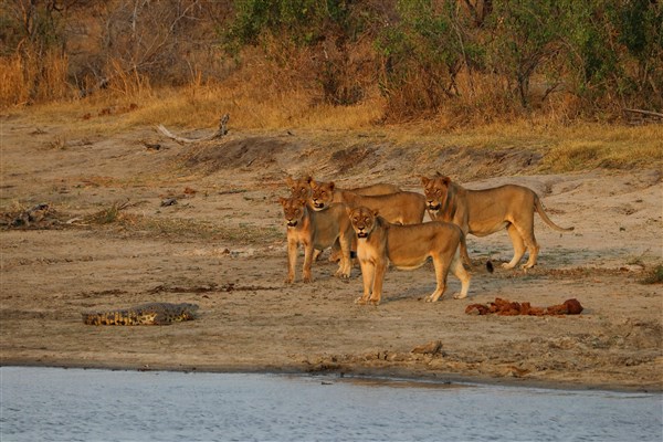 Kruger-national-park-lions-crocodile-sunset