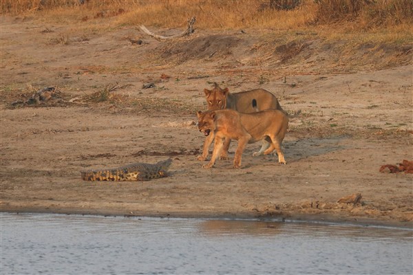 Kruger-national-park-lions-crocodile