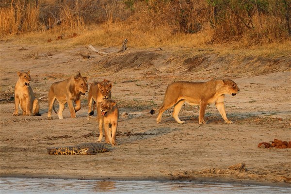 Kruger-national-park-lions-lioness-crocodile-sunset-light