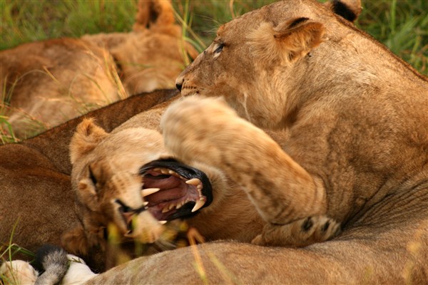 Kruger-national-park-lions-playing