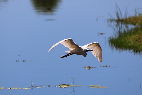 Kruger-national-park-little-egret