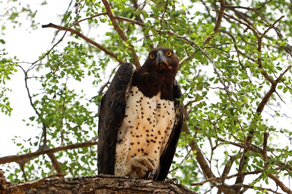 Kruger-national-park-marshal-eagle-adult