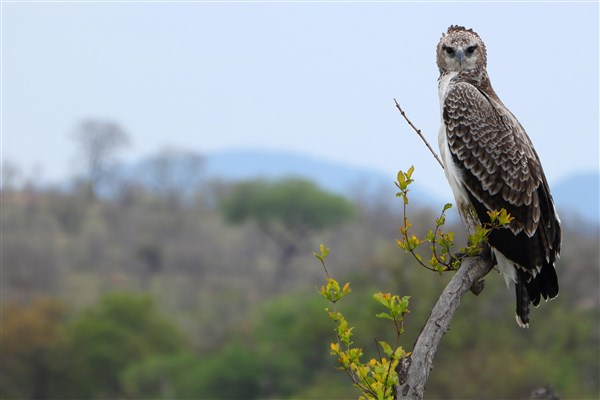 Kruger-national-park-marshal-eagle-juvenile-perched