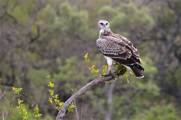 Kruger-national-park-marshal-eagle-juvenile