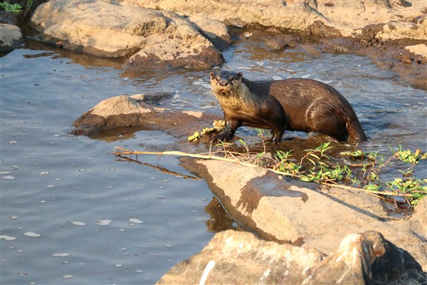 Kruger-national-park-otter-cape-clawless-sabie-river