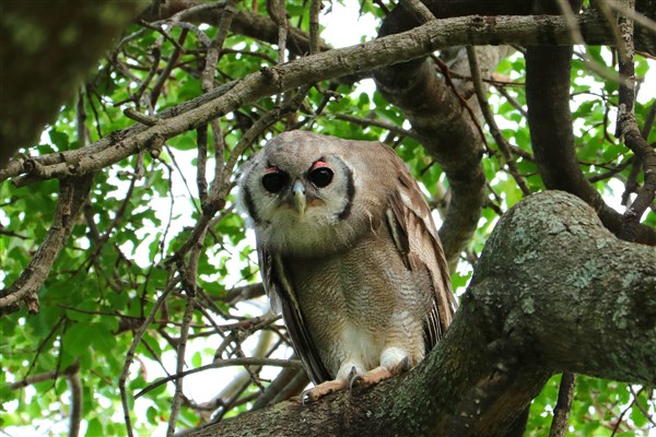 Kruger-national-park-owl-verreauxs