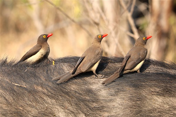 Kruger-national-park-oxpeckers-on-buffalo