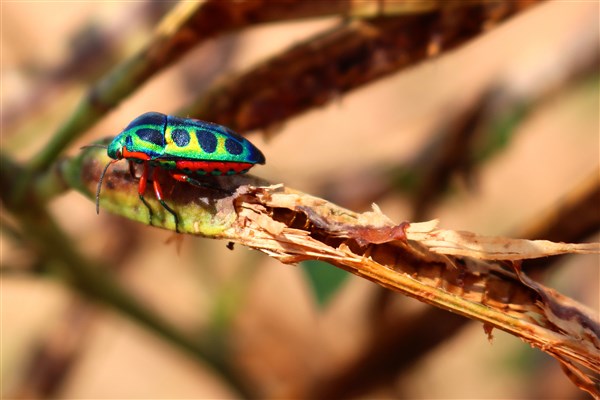 Kruger-national-park-rainbow-shield-bug