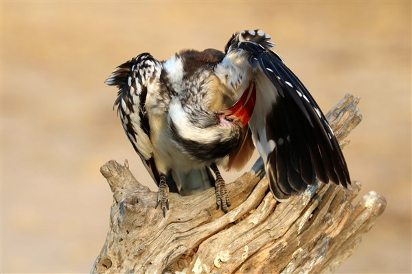 Kruger-national-park-red-billed-hornbill-preening