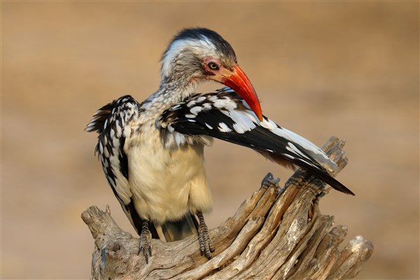 Kruger-national-park-red-billed-hornbill-preening2