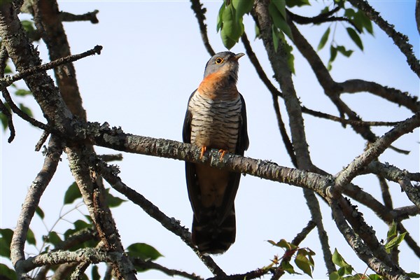 Kruger-national-park-red-chested-cuckoo-audult