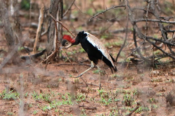 Kruger-national-park-red-crested-korhaan-display