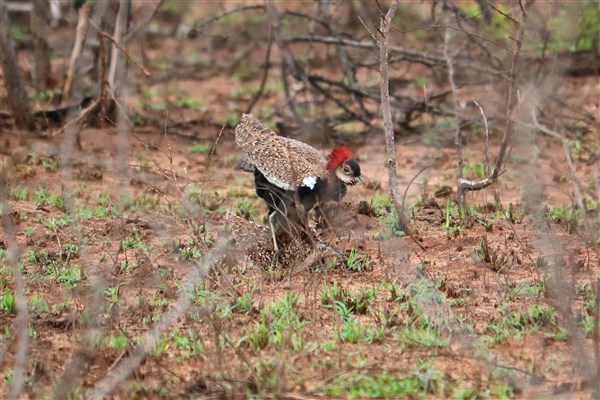 Kruger-national-park-red-crested-korhaan
