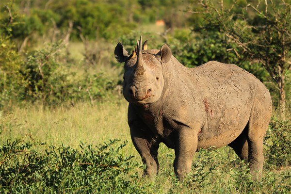 Kruger-national-park-rhino-black-oxpeckers