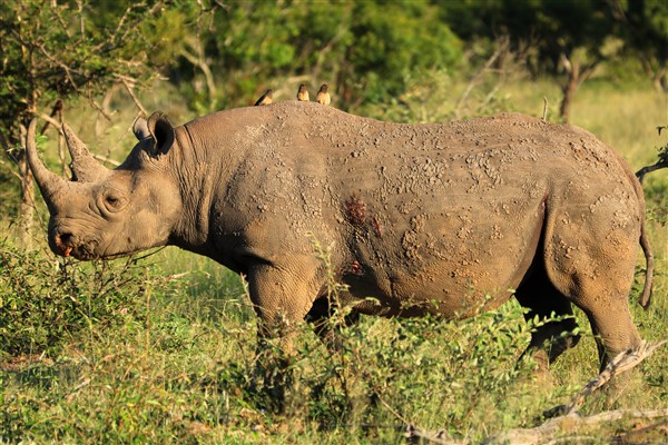 Kruger-national-park-rhino-black-portrait