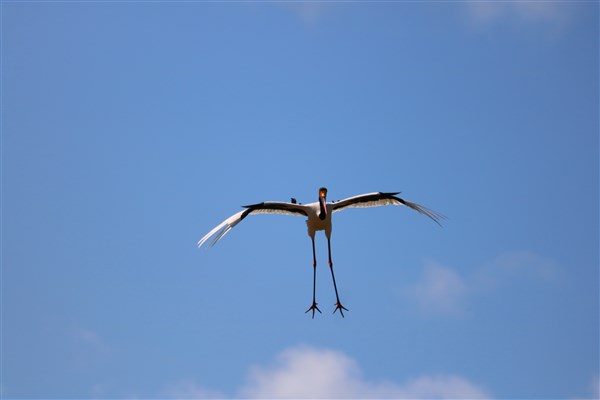 Kruger-national-park-saddle-billed-stork-landing