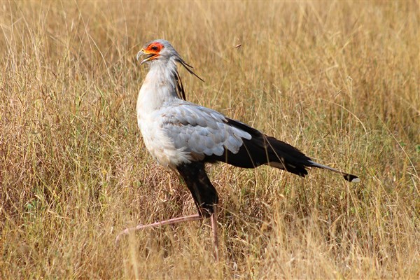 Kruger-national-park-secretary-bird-hunting