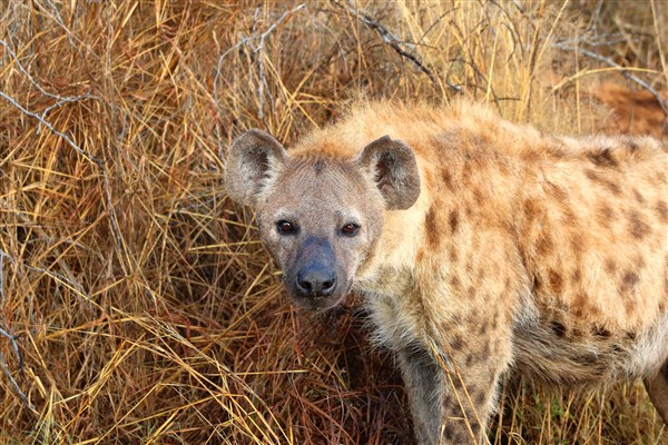 Kruger-national-park-spotted-hyena