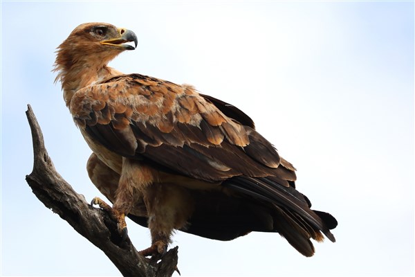 Kruger-national-park-tawny-eagle-profile